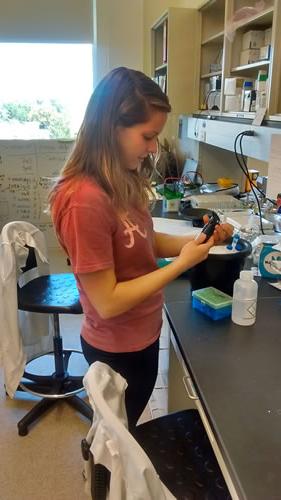 Research student in the lab preparing a pipette